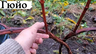 Formation of Guyot grapes. Formation 2-sided Guyot.