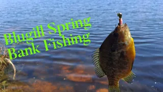 Bank Spring Panfish Bluegill Fishing