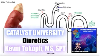 Diuretics | 4 Major Classes + Mechanisms of Action