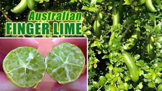 Australian FINGER LIME - Growing Citrus in Containers