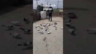 Trying to catch new pigeon