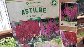 Planting Astilbe in Spring Shade Garden from Bare Roots | Backyard Gardening Zone 7 7a #wishmeluck