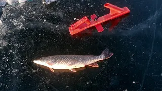 Alberta Pike to end the day ice fishing😁😁😁