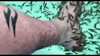 Amazing Thailand Chang Mai Fish Doctor Foot Cleaning Health Spa The Amazing Garra rufa fish