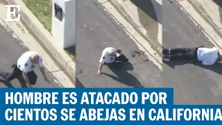 Ataque de abejas en Los Ángeles es captado en televisión en vivo | EL PAÍS