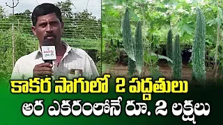 High Profits with Bitter Gourd Cultivation in Half Acre || Most Profitable Crops || SumanTV Rythu