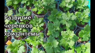 Развитие черенков хризантем мультифлора после укоренения в воде и высадки в стаканчики с грунтом.