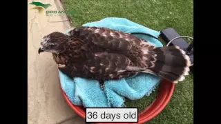 Winston the Coopers Hawk x African Goshawk from birth to 42 days old