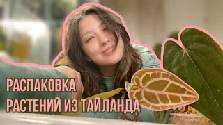 Распаковка закупки из Тайланда | Часть 1