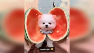 Cute Puppies Doing Funny Things Compilation #1 Cute and Funny Dogs - Mini Pom