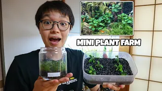 MINI ANUBIAS & BUCEPHALANDRA GROW OUT FARM!