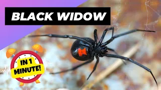 Black Widow - In 1 Minute! 🕷 One Of The Most Dangerous Insects In The World | 1 Minute Animals