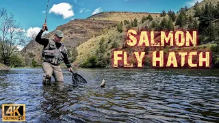 Fly Fishing the EPIC 2022 Lower Deschutes River Salmon Fly Hatch!