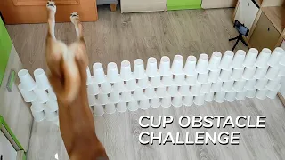 Shiba and Cats VS Cup Obstacle (CHALLENGE)