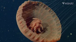 Deep relaxation: The relaxing rhythm of jellies will help you unwind