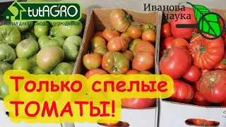 БОЛЬШЕ НИКАКИХ ЗЕЛЕНЫХ ТОМАТОВ! Дозаривание В ВАЛЕНКЕ или НА ПОДОКОННИКЕ? Выбираем лучший вариант.