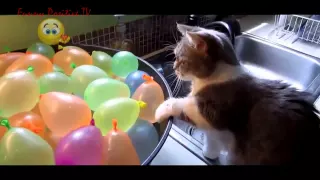 Funny_Cats_Compilation - NEW in HD 2015! #1 Классная нарезка приколов про котов и кошек! Классные пр