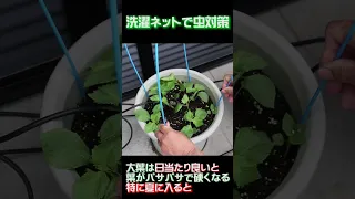 野菜青シソの虫対策🐛夏でも柔らかい葉収穫🥦