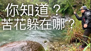 你知道苦花躲在哪？宜蘭溪釣苦花釣點教學 祕技大公開 溪流特攻隊EP 4 跟著HONDA去旅行 small stream of fishing in Taiwan EP4