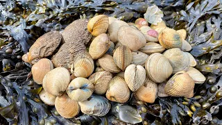 Coastal Foraging - Scallops, Clams, Cockles and Shellfish - Homemade Clam Chowder | The Fish Locker