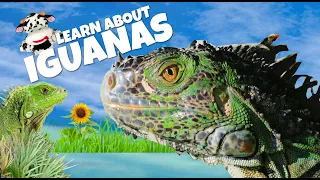 Escape into the Enchanting World of Iguanas
