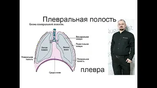 Плевральная полость. Плеврит.