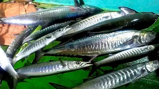 Catching King Fish & Barracuda Fish in the Deep Sea