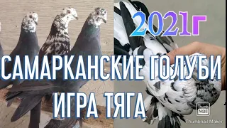 САМАРКАНСКИЕ ГОЛУБИ ДИМЫ 2021Г PIGEONS