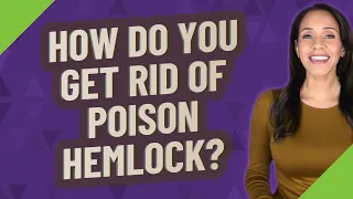 How do you get rid of poison hemlock?