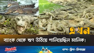 নিলামে বিক্রি হলো ময়মনসিংহের কুমিরের খামার | Crocodile Farm in Bangladesh | Mymensingh Crocodile