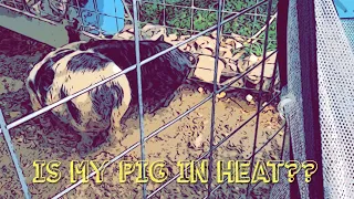 Is your pig in heat?? How to tell your pig is in heat!!