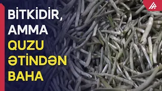 Kilosu 25 manata satılan dərman kimi bitki - XALYAR NECƏ BİŞİRİLİR? - APA TV