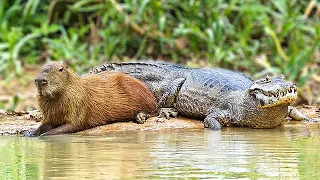Crocodiles Don't Really Ever Prey On Capybaras | Friendliest Animals