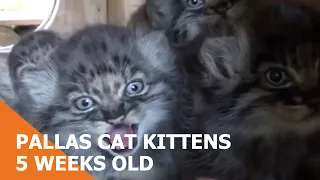 Pallas Cat Kittens At 5 weeks old