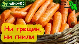 РУКИ ПРОЧЬ от МОРКОВИ! Дайте ей набрать урожай.  Подкормите на сладость и хранение.