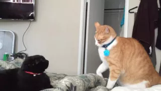 Fastest cat slaps