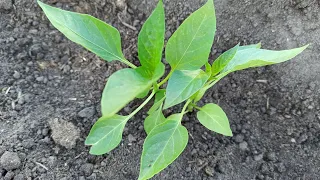 How to plant pepper seedlings in open ground, two peppers in one hole