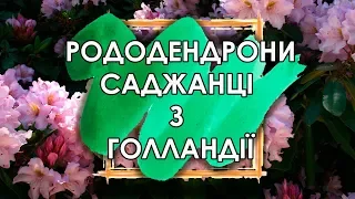 Рододендрон, вічнозелена рослина | Яскрава Клумба