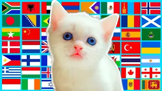 Kitten in different languages meme lemon mix