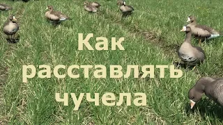 Охота на гуся - Расстановка чучел/Как расставлять чучела/ПроГусь схема!