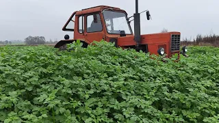 Talerzowanie poplonu z gorczycy Mtz 82 2022 r Tolmet Astat 2.5 m