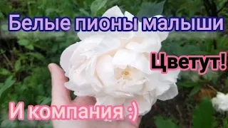 Первое цветение Белых сортов пионов. Вопрос к розоводам)))