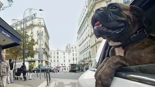 Why Dogs Stick Their Heads Out Car Windows | Pets: Wild At Heart | BBC Earth Kids