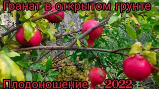 Выращивание граната Голюша в открытом грунте , плодоношение.