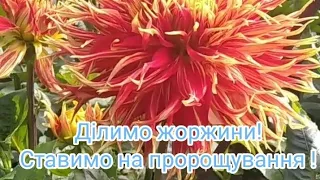 Ділимо жоржини, ставимо на пророщування!