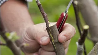 Fruit grafting for beginners - do it yourself and save your old fruit trees