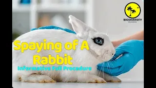 Spaying of Rabbit |Informative Full Procedure |Educational Content | Biodiversity Bilingual|