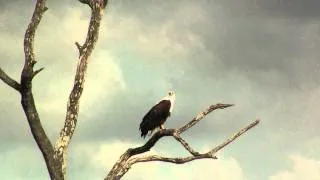 African Fish Eagle. Орлан-крикун (1420sp)