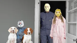 Dogs 'Steal' Baby Jason & Voorhees Family Shows Up! Funny Dogs Maymo, Potpie & Indie
