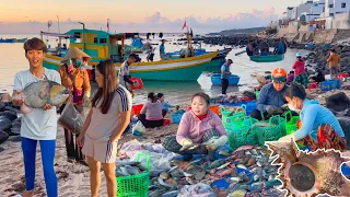 Nơi Hải Sản Lặn Nhiều Nhất Đảo Phú Quý║Thưởng Thức Cá Bò Giáp Cùng Văn Tiên TV